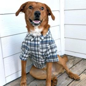 Flannel Dog Shirt - Grey and Blue Plaid (Option: XX-Small)