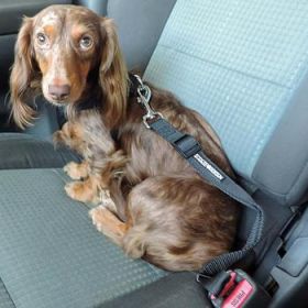 Dog Seat Belt Leash Strap (Option: One Size)