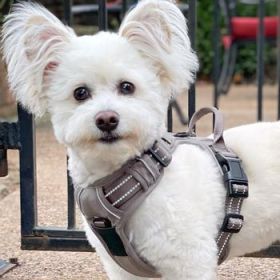 Venture Paw PULL CONTROL Harness - Sage -          Made with tough Outer Duck Fabric and Soft Mesh Lining. No Pulling Front and Top D-Ring (Option: X-Small)